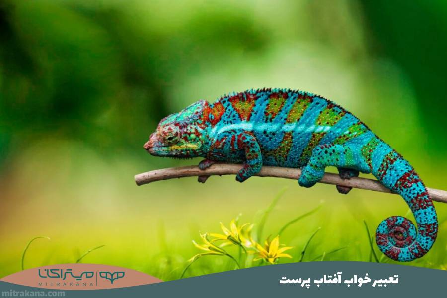 تعبیر خواب آفتاب پرست