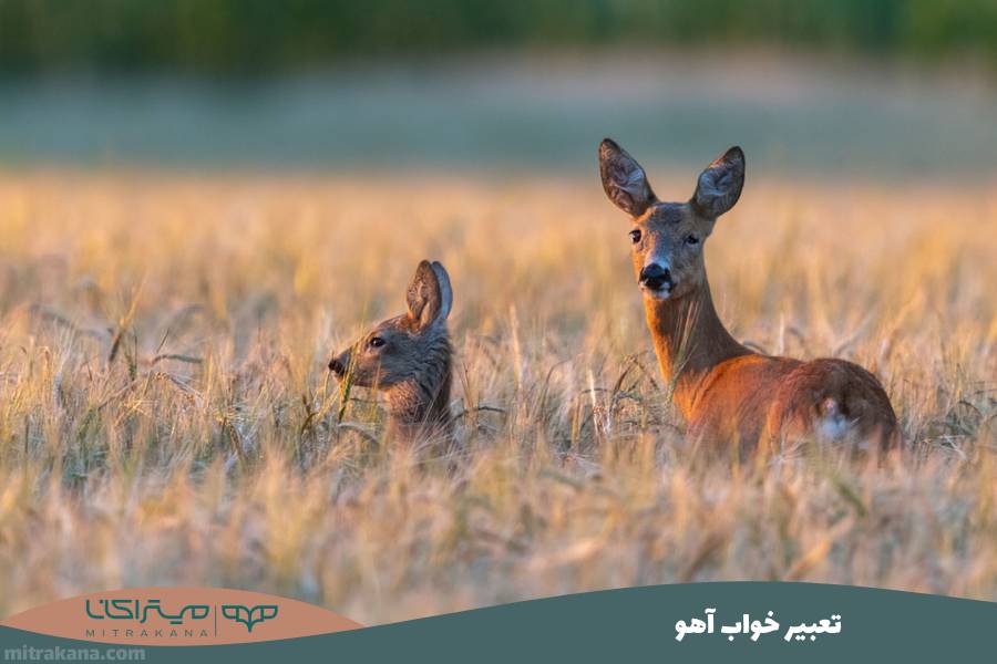 تعبیر خواب آهو