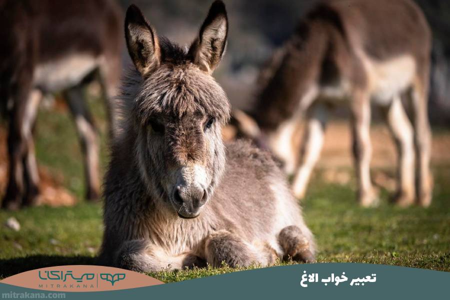 تعبیر خواب الاغ
