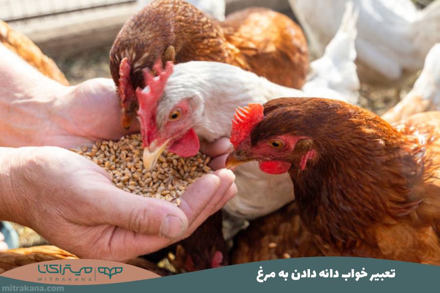 تعبیر خواب دانه دادن به مرغ