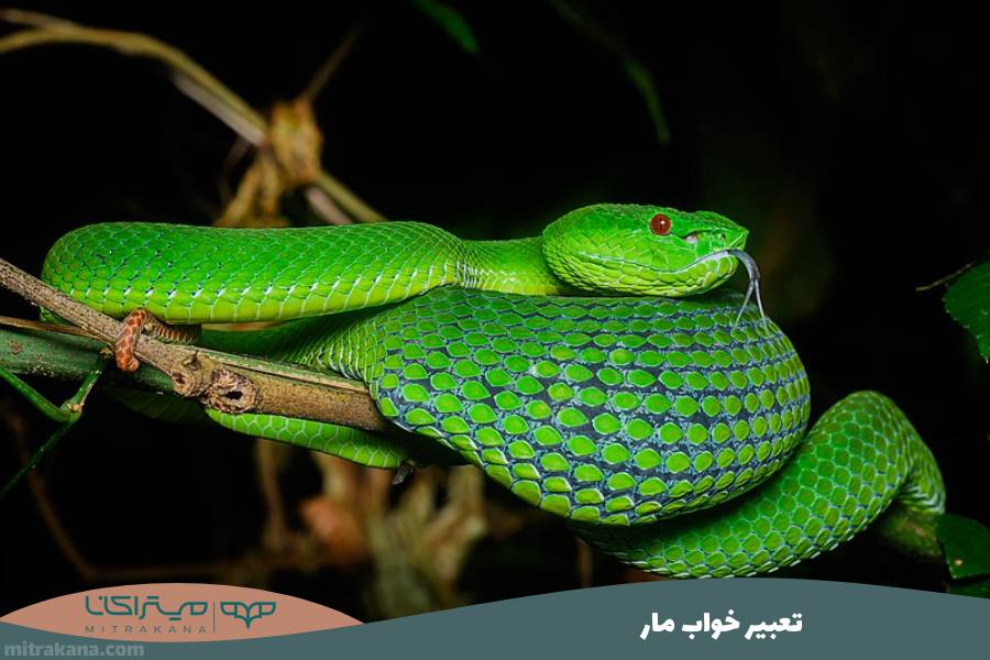 تعبیر خواب مار