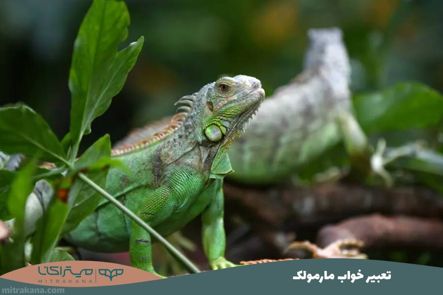 تعبیر خواب مارمولک