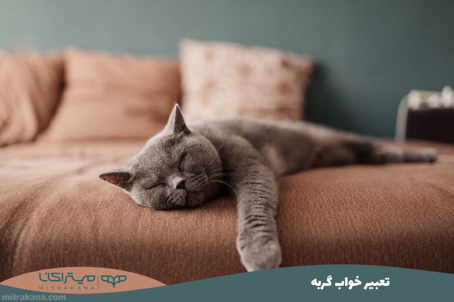 تعبیر خواب گربه